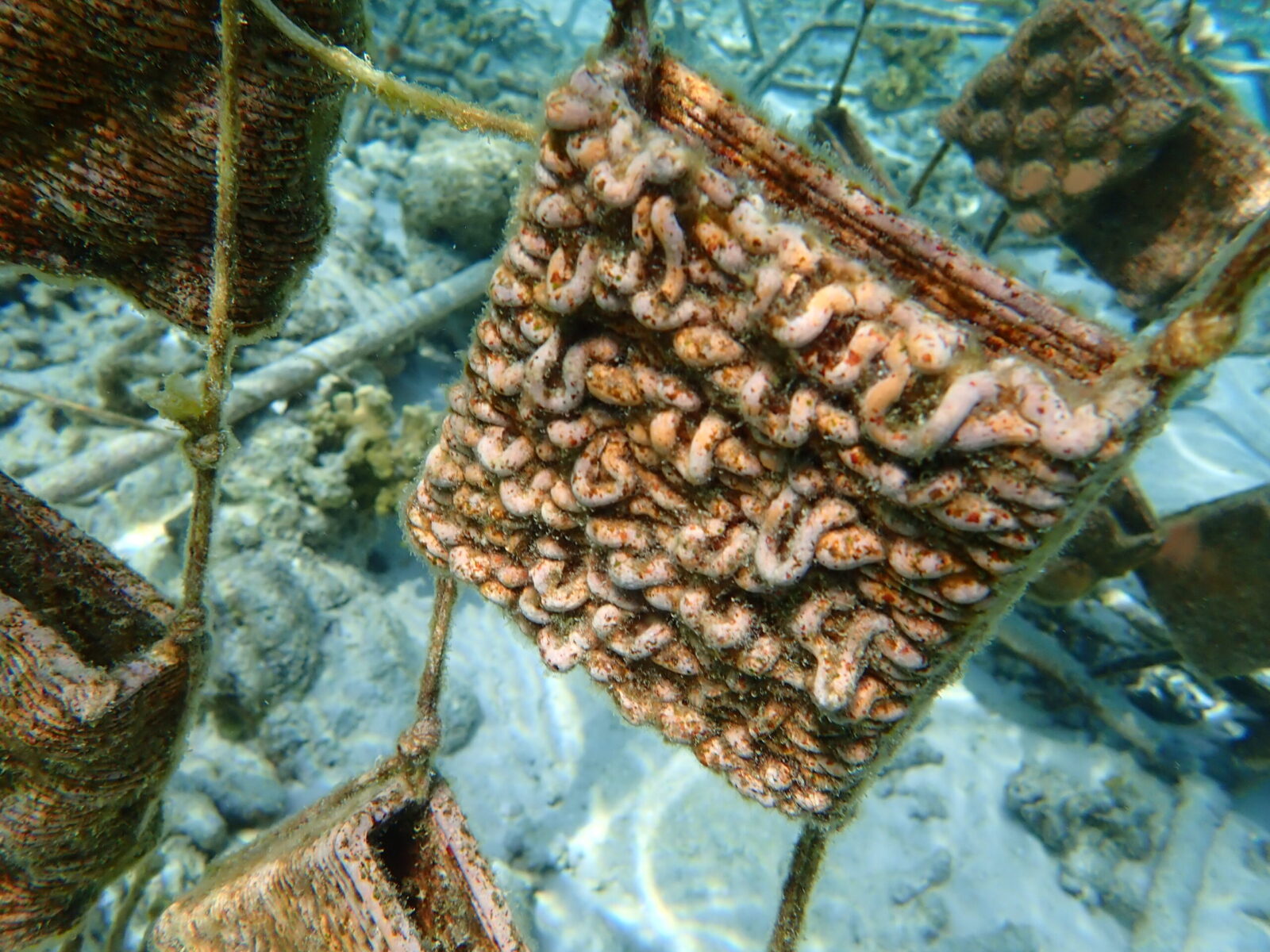 Prototype with encrusting coralline algae in the Maldives, © Inga Dehner.